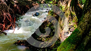 strong and dangerous water flows After heavy rain on a mountain that is a forest. 