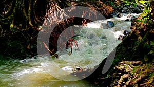 Strong and dangerous water flows After heavy rain on a mountain that is a forest.