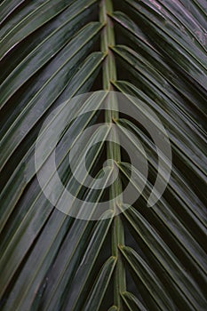 Strong deep green palm tree leaves with dark background