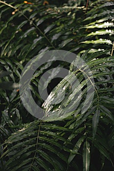 Strong deep green palm tree leaves with dark background