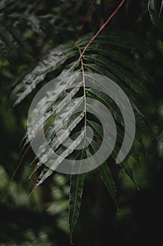 Strong deep green palm tree leaves with dark background