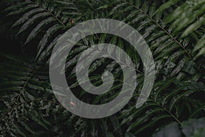 Strong deep green palm tree leaves with dark background