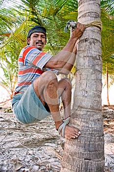 Strong deft man are climbing on coconut tree photo