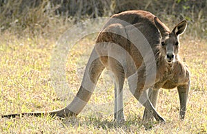 Strong Eastern grey kangaroo spotted in the wild