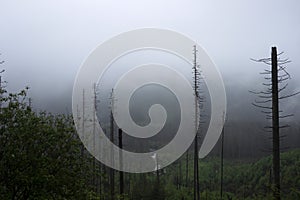 Strong fog in the forest in the mountains, pine trees and old trees in bad weather