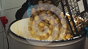 Strong food processing industry members dumping dirty yellow potatoes into a professional industrial washing machine for