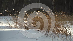 Strong gusty wind. Dry tall grass in a snowdrift. Beautiful winter snowy landscape