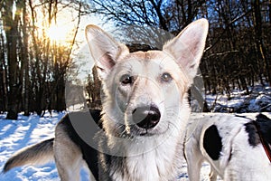 Strong healthy mongrel dog portrait in winter forest