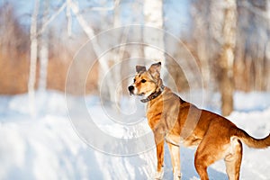 Strong healthy mongrel dog portrait in winter forest.