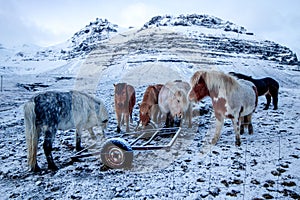 Strong Icelandic Horses