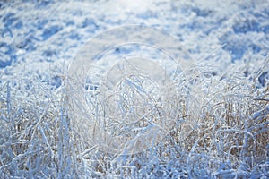 Strong icy grass with ice crystals