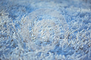 Strong icy grass with ice crystals