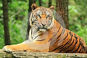 A Strong Java Tiger