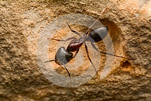 Strong jaws of red ant close-up