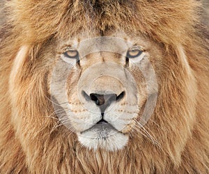 Strong lion