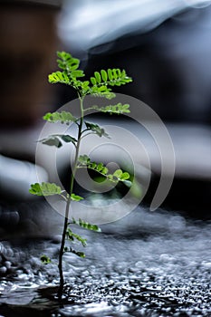Strong little weed growing in harsh environment Blurred background