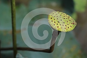 A strong lotus pistil