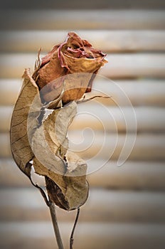 Strong Love Forever Symbol, Abstract with Red Rose.