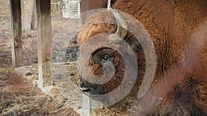 Strong male Bison resting after eating