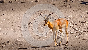 A strong male black-faced impala (Aepyceros melampus petersi) walking, Onguma Game Reserve, Namibia. Horizontal.