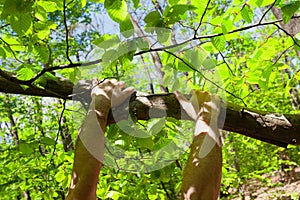 Strong male hands hanging from tree branch in forest, with sunlight
