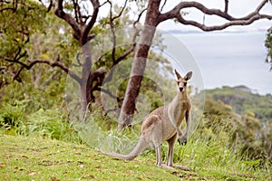 Strong Male Kangaroo