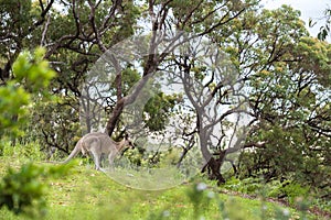 Strong Male Kangaroo