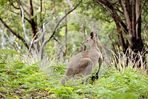 Strong Male Kangaroo
