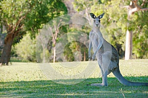 Strong Male Kangaroo