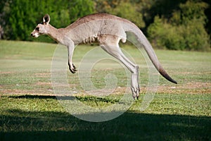 Strong Male Kangaroo Hopping