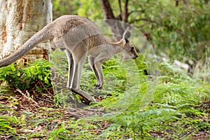 Strong Male Kangaroo jumping in the bracken