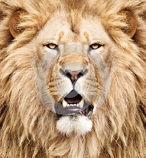 Strong male lion
