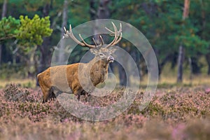 Strong male Red deer in field of Heather