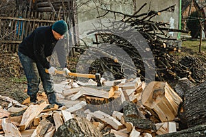 A strong man harvests firewood for the winter in the back yard of the house cutting the big and sturdy grass tree