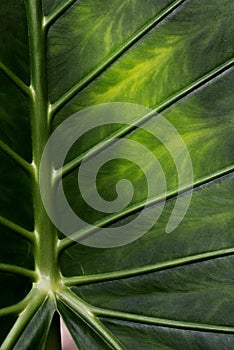 Strong midrib and veins in a tropical leaf photo