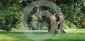 Strong old green oak tree in the park