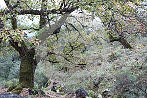 Strong old oak tree in the Andalusian forest, southern Spain