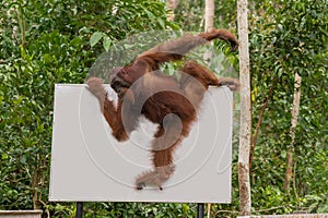 Strong orangutan easily moved along the billboard (Indonesia)