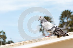 Strong pigeon.Pigeon is looking at their enemies