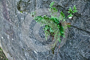 Strong plant growing in a stone wall