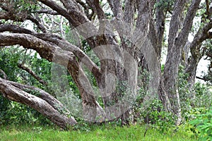 Strong pohutukawa tree trunks in forest