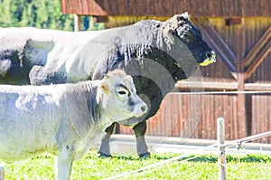 Strong and powerful black bull and calf in the mountains