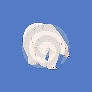 Strong powerful polar northern bear walking flat vector illustration isolated.