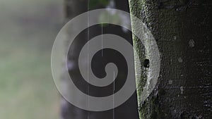 strong rain puring down a tree