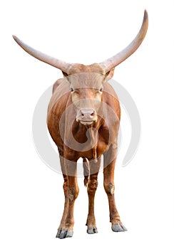 Strong red brown bull ox isolated photo