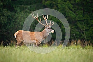 Strong red deer stag standing on a open pasture in nature