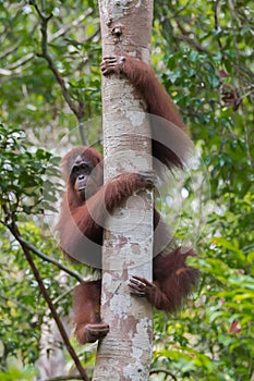 Strong red orangutan grabbed hands and feet thick tree on a back