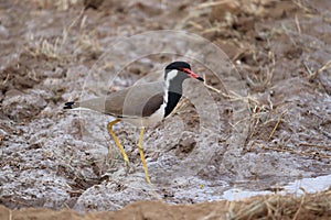Strong of red wattles lapwing