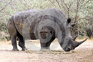 Strong rihino