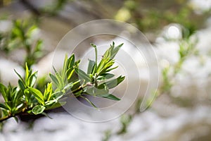 Strong river current, splash of water, waves and large stones.